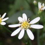 シラヤマギク の高画質写真です。横浜市で、2024年7月18日に撮影したものです。