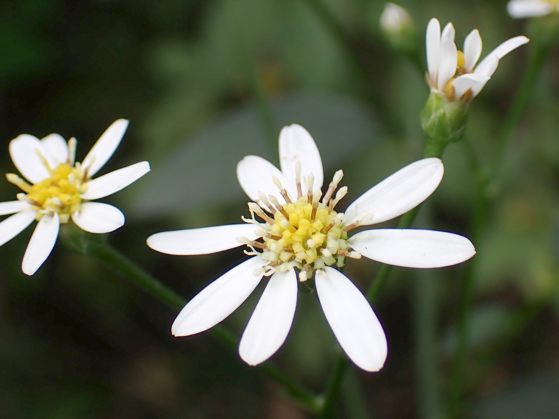 シラヤマギク の高画質写真です。横浜市で、2024年7月18日に撮影したものです。