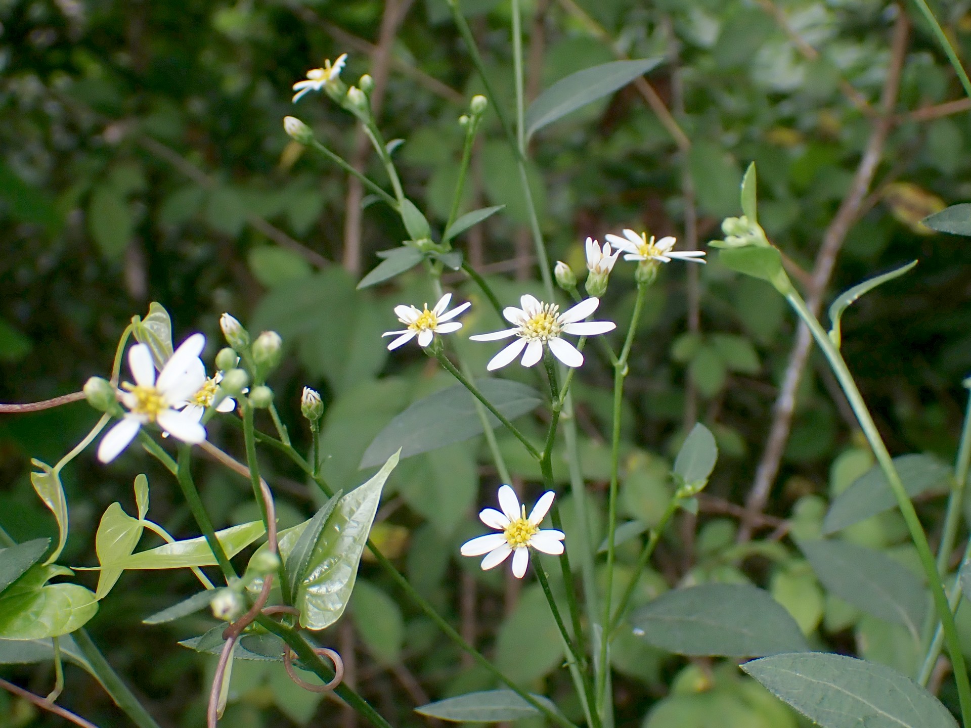 シラヤマギク の高画質写真です。横浜市で、2024年7月18日に撮影したものです。
