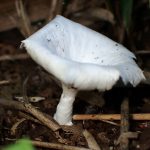 白い小型の側生きのこ の高画質写真です。横浜市で、2024年7月5日に撮影したものです。