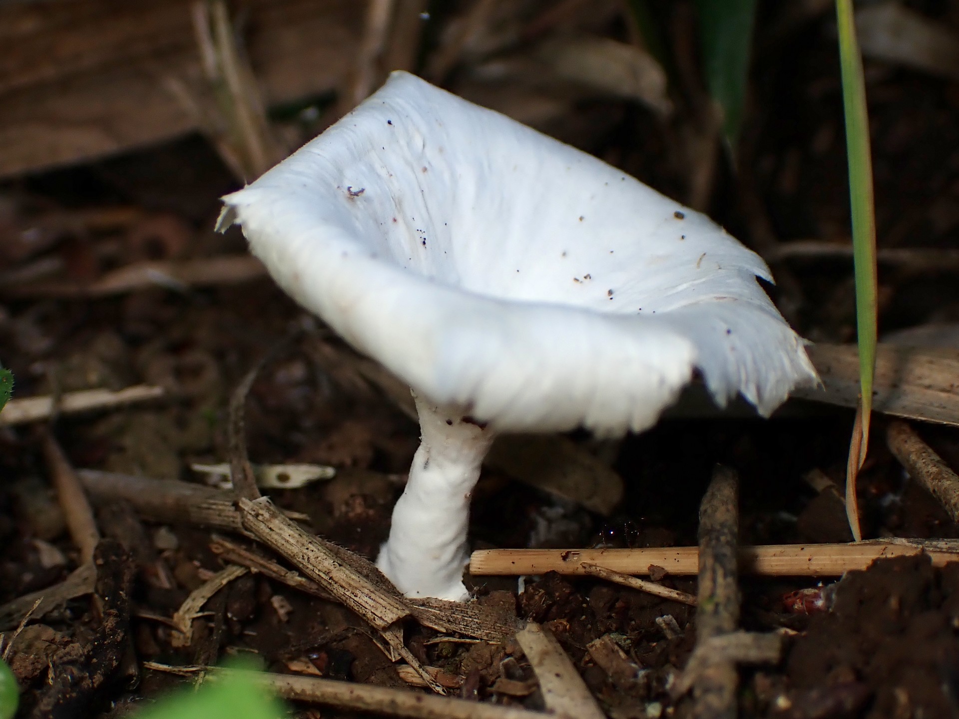 白い小型の側生きのこ の高画質写真です。横浜市で、2024年7月5日に撮影したものです。
