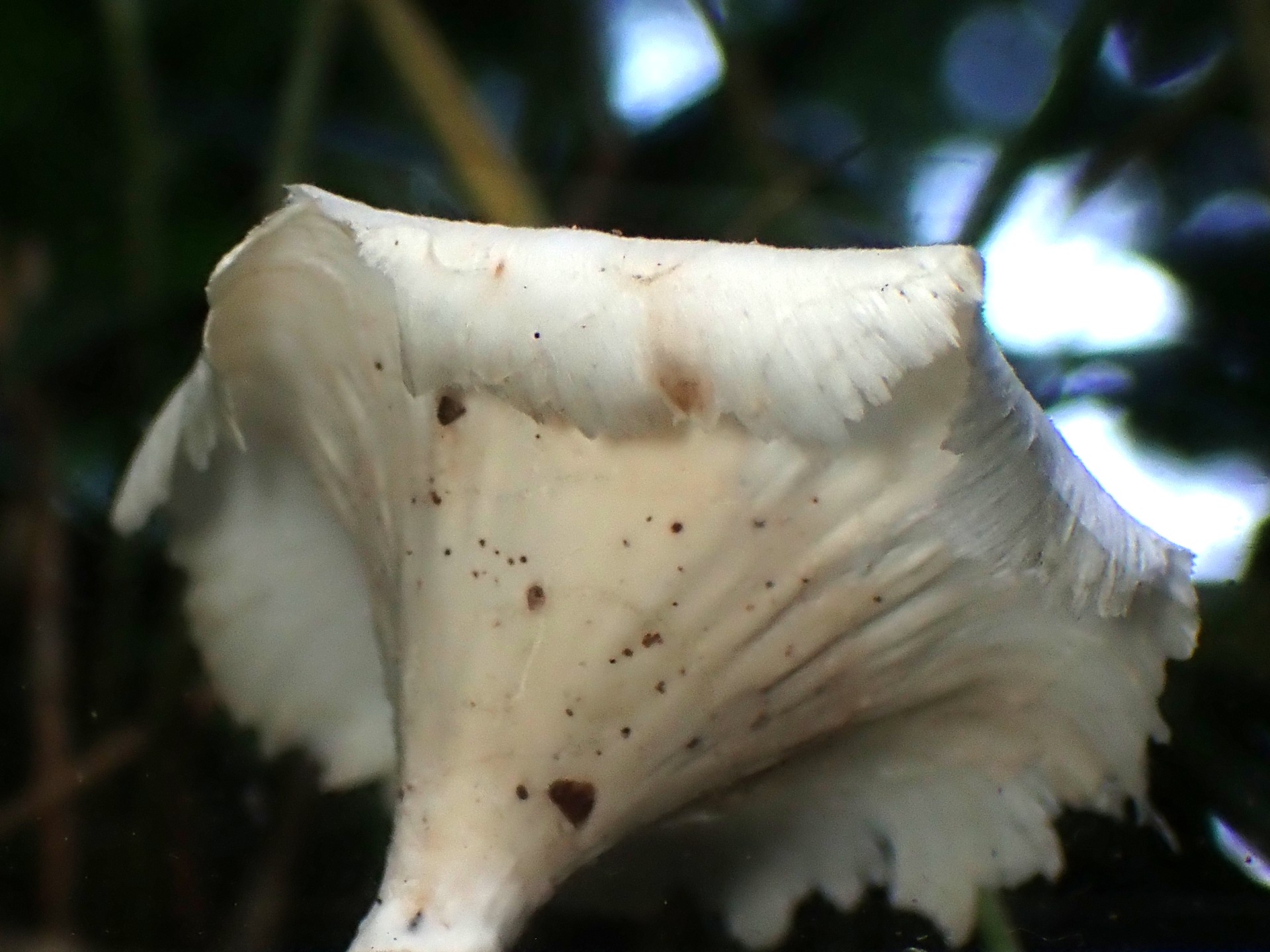 白い小型の側生きのこ の高画質写真です。横浜市で、2024年7月5日に撮影したものです。