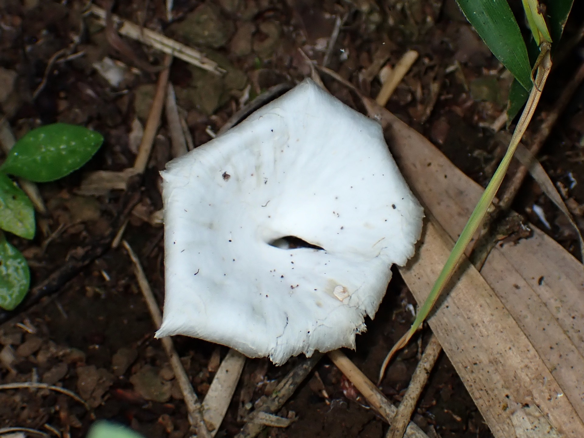 白い小型の側生きのこ の高画質写真です。横浜市で、2024年7月5日に撮影したものです。