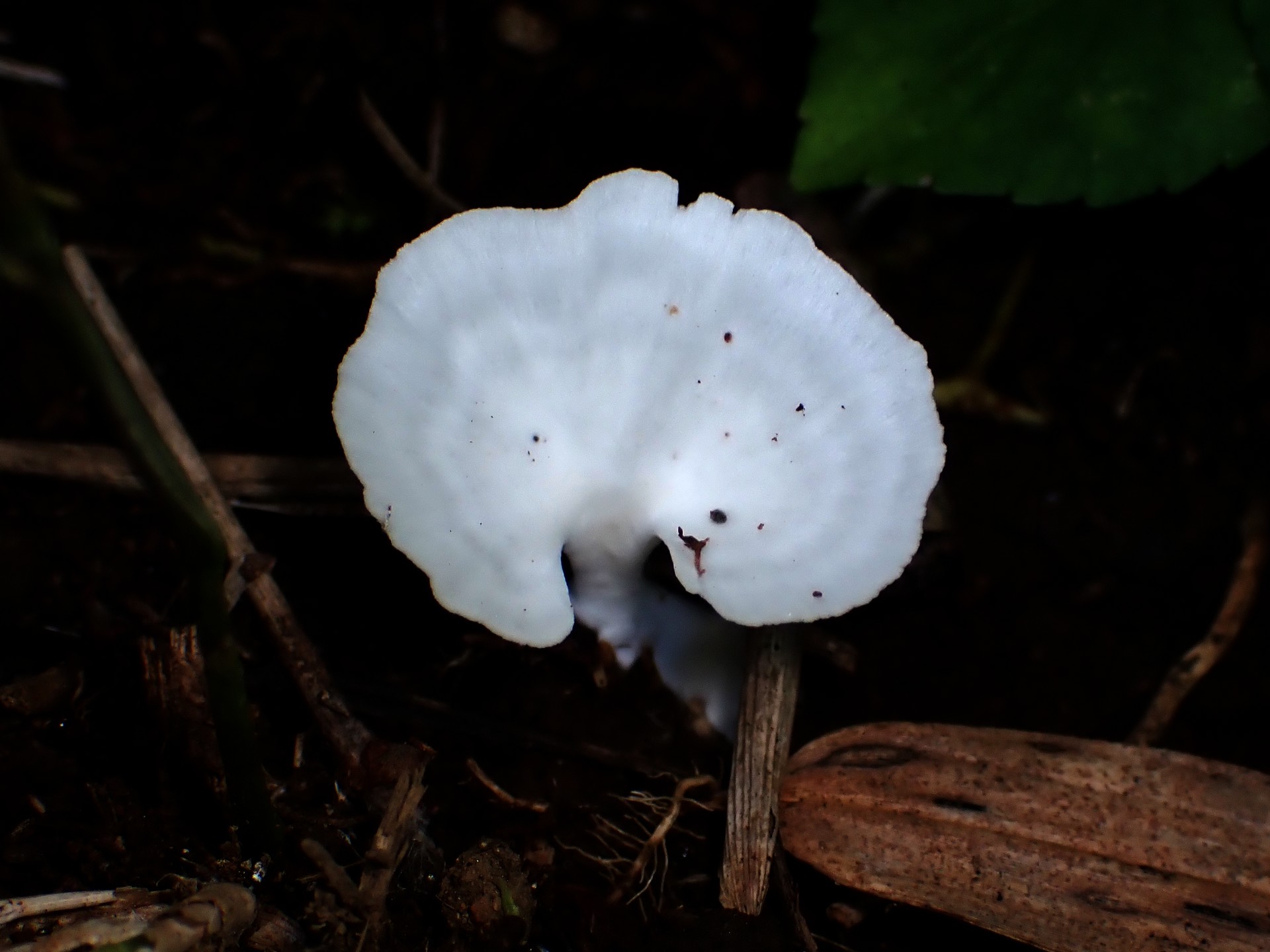 白い小型の側生きのこ の高画質写真です。横浜市で、2024年7月5日に撮影したものです。