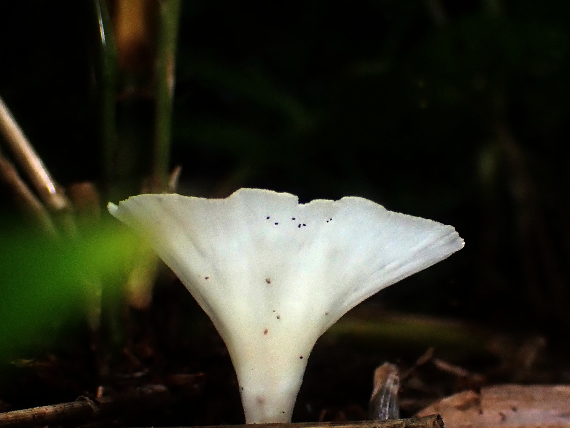 白い小型の側生きのこ の高画質写真です。横浜市で、2024年7月5日に撮影したものです。