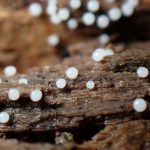 白い玉-子実体 の高画質写真です。横浜市で、2024年7月8日に撮影したものです。