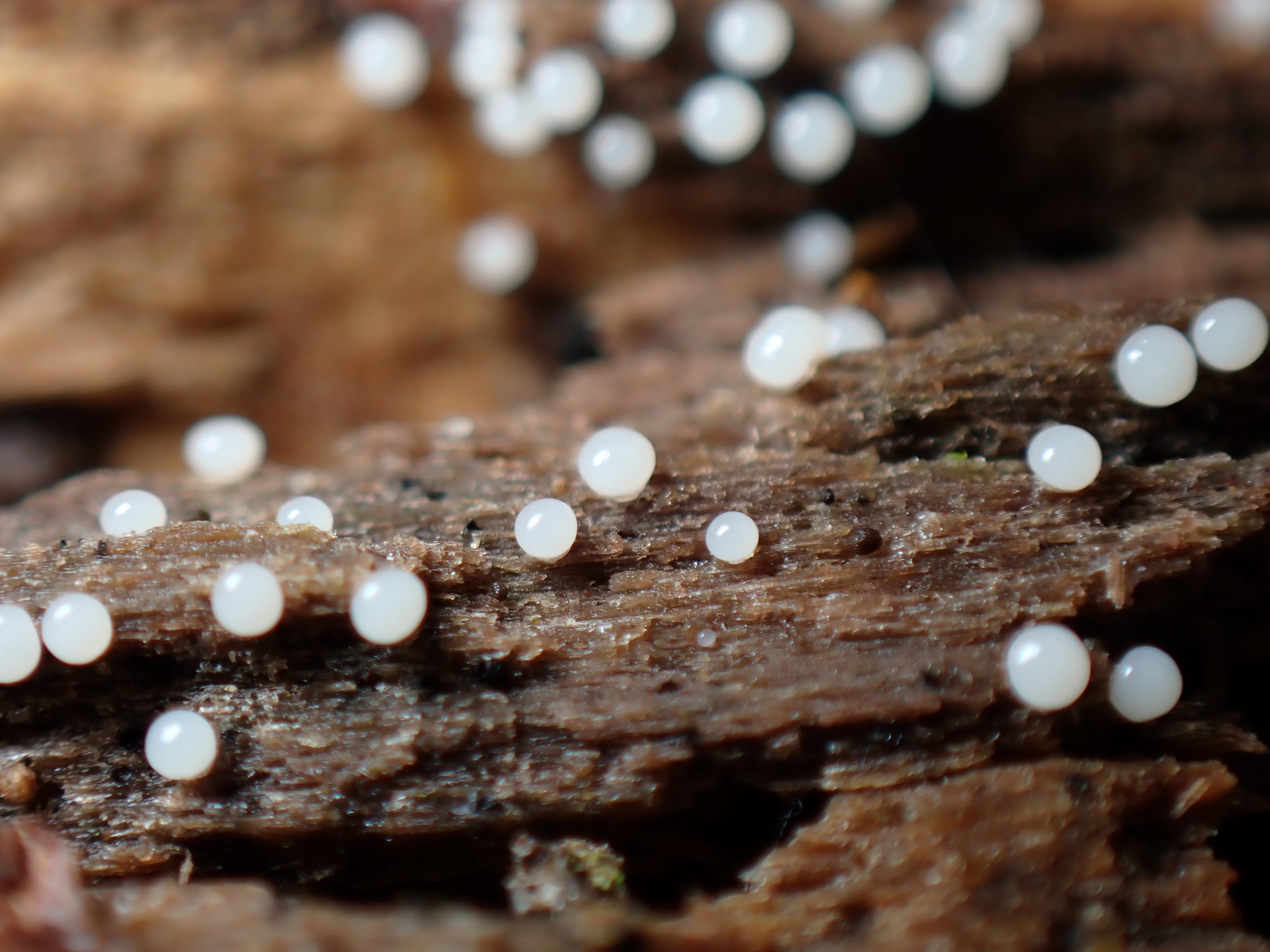 白い玉-子実体 の高画質写真です。横浜市で、2024年7月8日に撮影したものです。