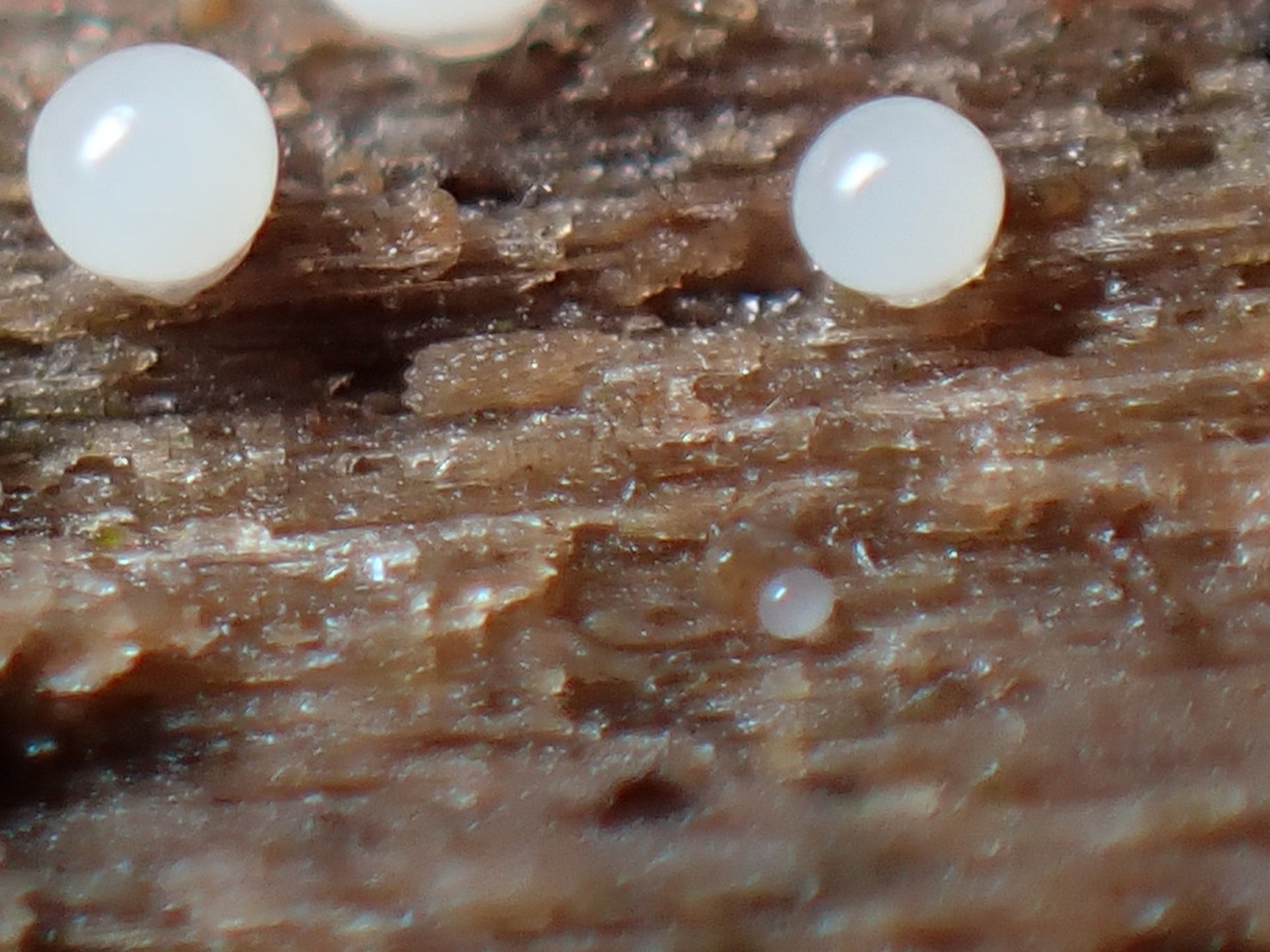 白い玉-子実体 の高画質写真です。横浜市で、2024年7月8日に撮影したものです。