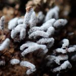 白いウツボホコリの仲間の高画質写真です。横浜市で、2024年7月10日に撮影したものです。