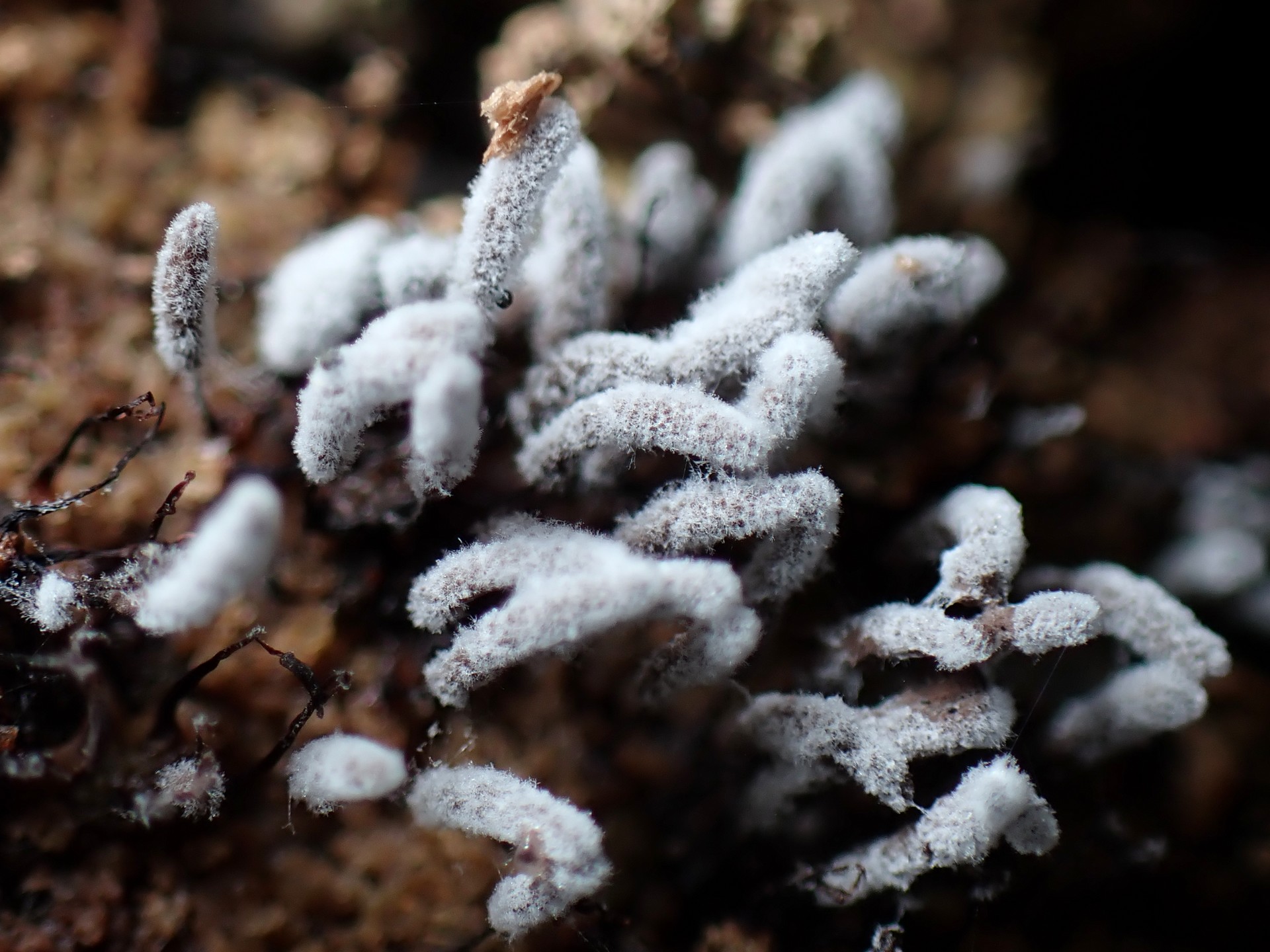 白いウツボホコリの仲間の高画質写真です。横浜市で、2024年7月10日に撮影したものです。