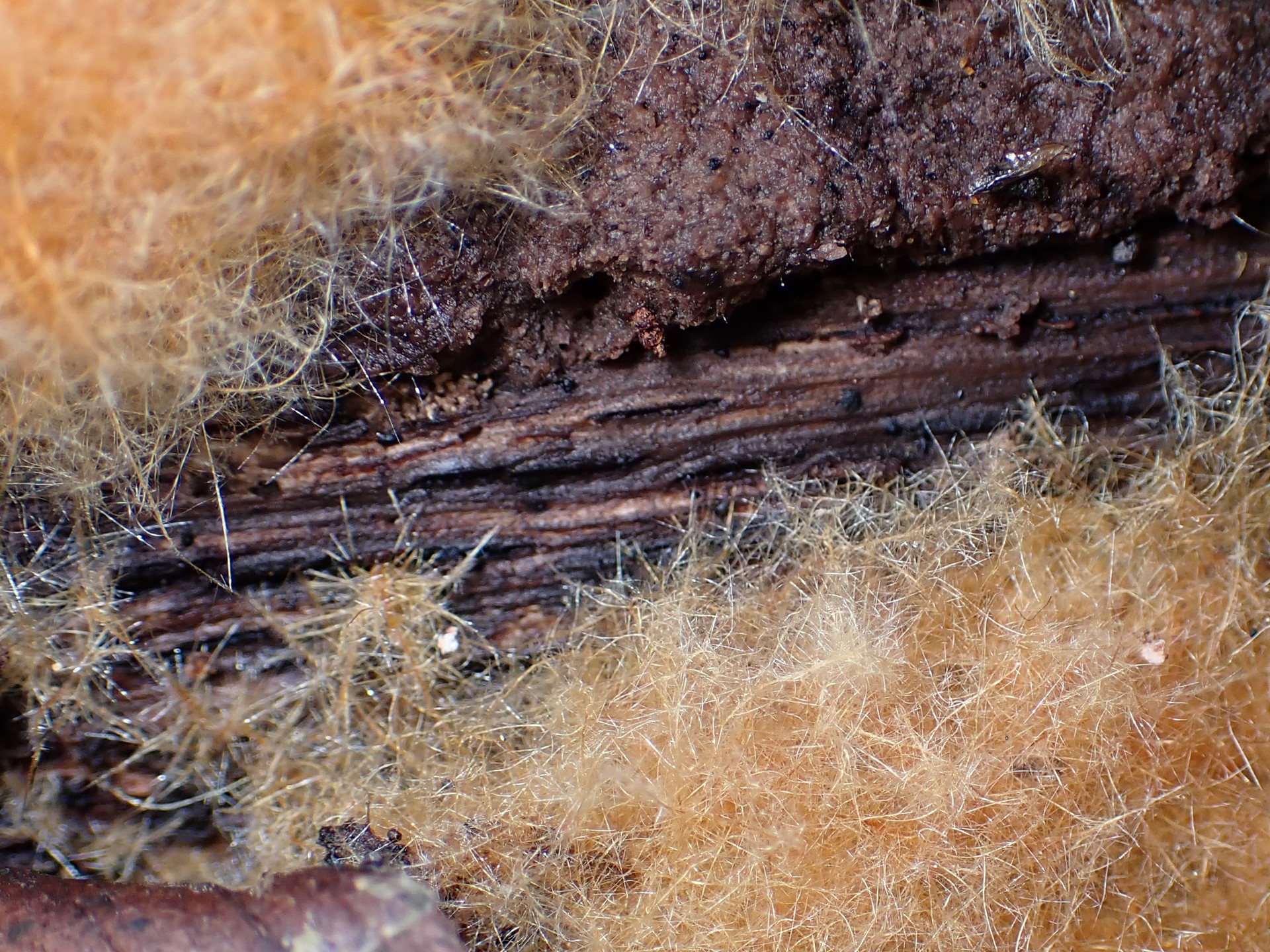 シロソウメンタケの仲間 菌糸マットの高画質写真です。横浜市で、2024年7月10日に撮影したものです。