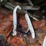 シロソウメンタケの仲間 の高画質写真です。横浜市で、2024年7月13日に撮影したものです。