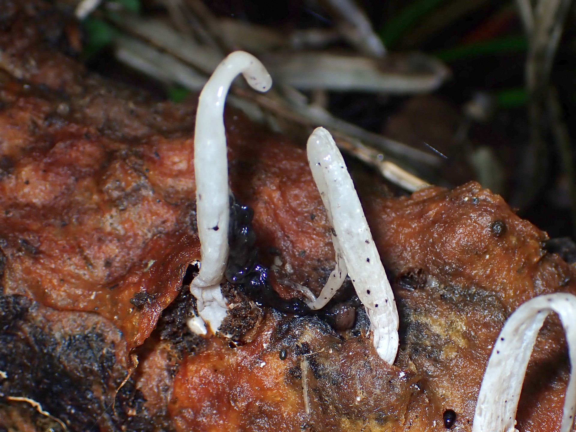 シロソウメンタケの仲間 の高画質写真です。横浜市で、2024年7月13日に撮影したものです。