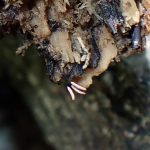 シロウツボホコリ似-不明菌 の高画質写真です。横浜市で、2024年7月7日に撮影したものです。