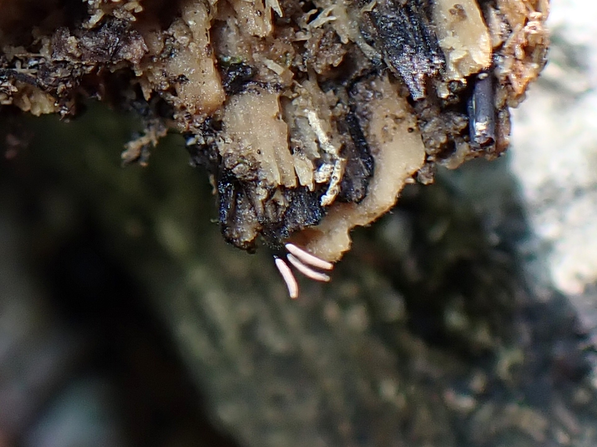 シロウツボホコリ似-不明菌 の高画質写真です。横浜市で、2024年7月7日に撮影したものです。