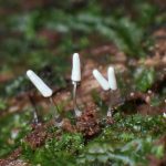 シロウツボホコリの高画質写真です。横浜市で、2024年7月10日に撮影したものです。