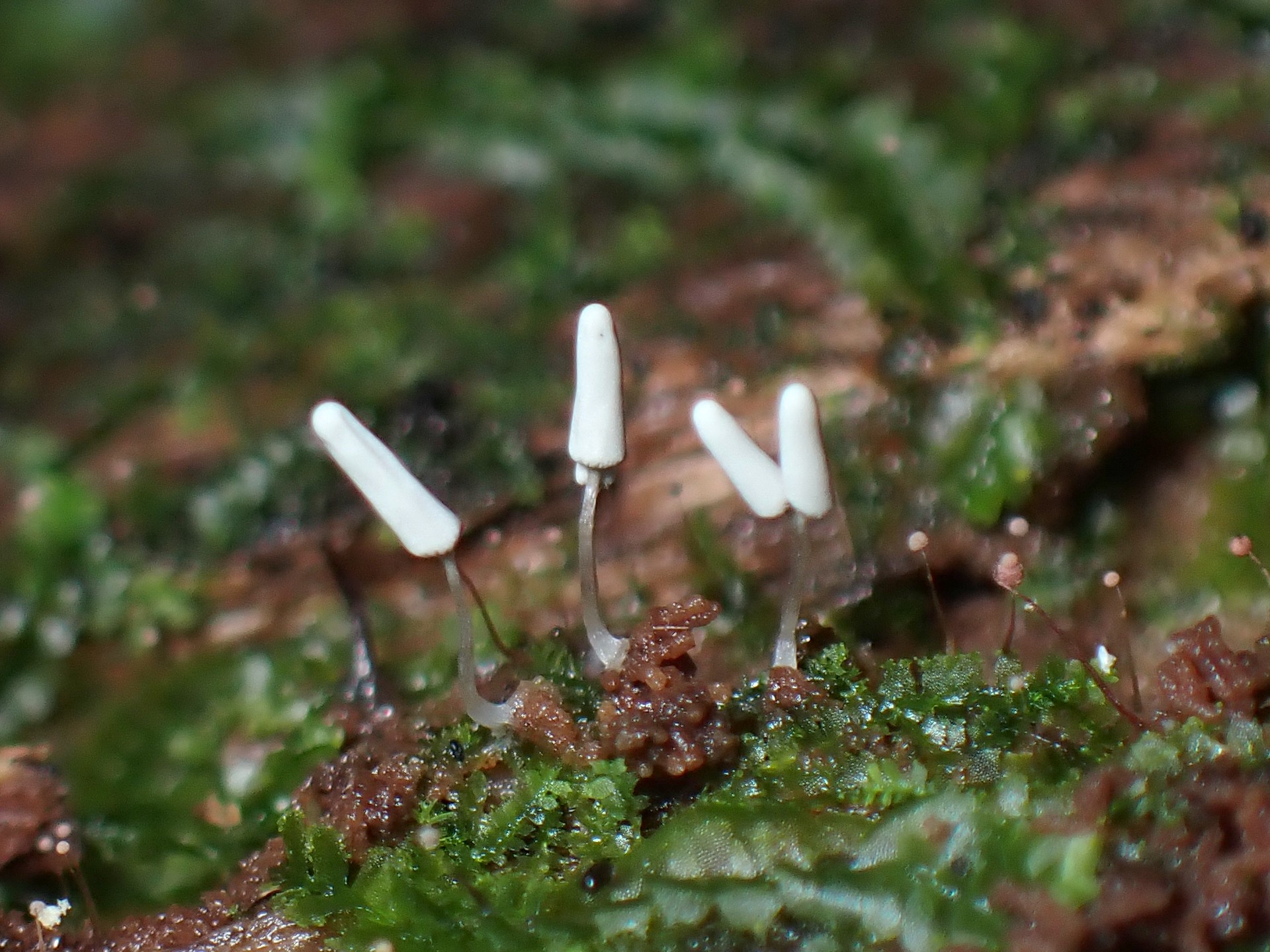 シロウツボホコリの高画質写真です。横浜市で、2024年7月10日に撮影したものです。