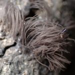 スカシムラサキホコリの高画質写真です。横浜市で、2024年7月10日に撮影したものです。