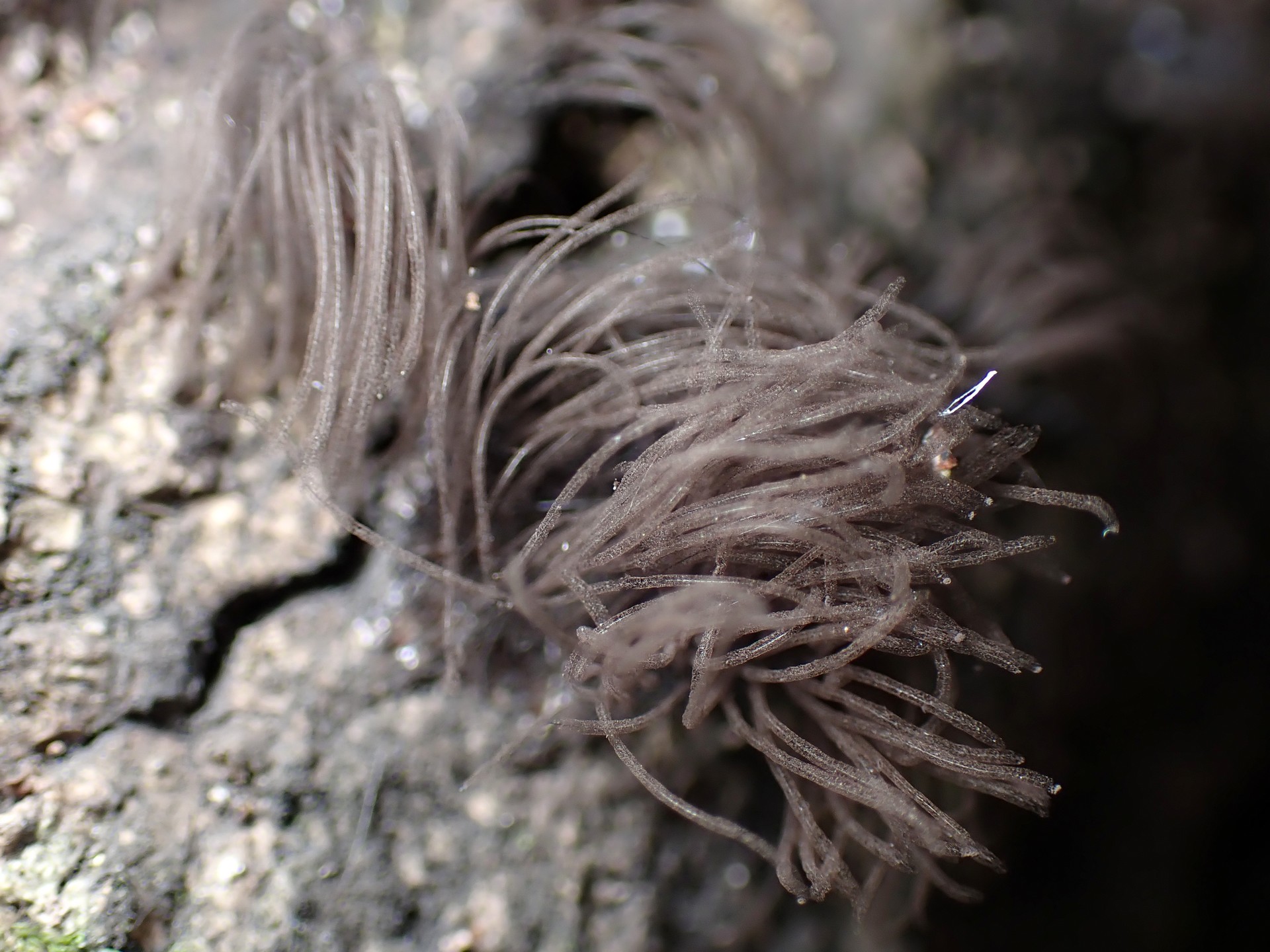 スカシムラサキホコリの高画質写真です。横浜市で、2024年7月10日に撮影したものです。