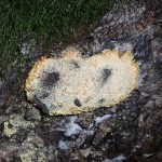 ススホコリの仲間の高画質写真です。横浜市で、2024年7月27日に撮影したものです。