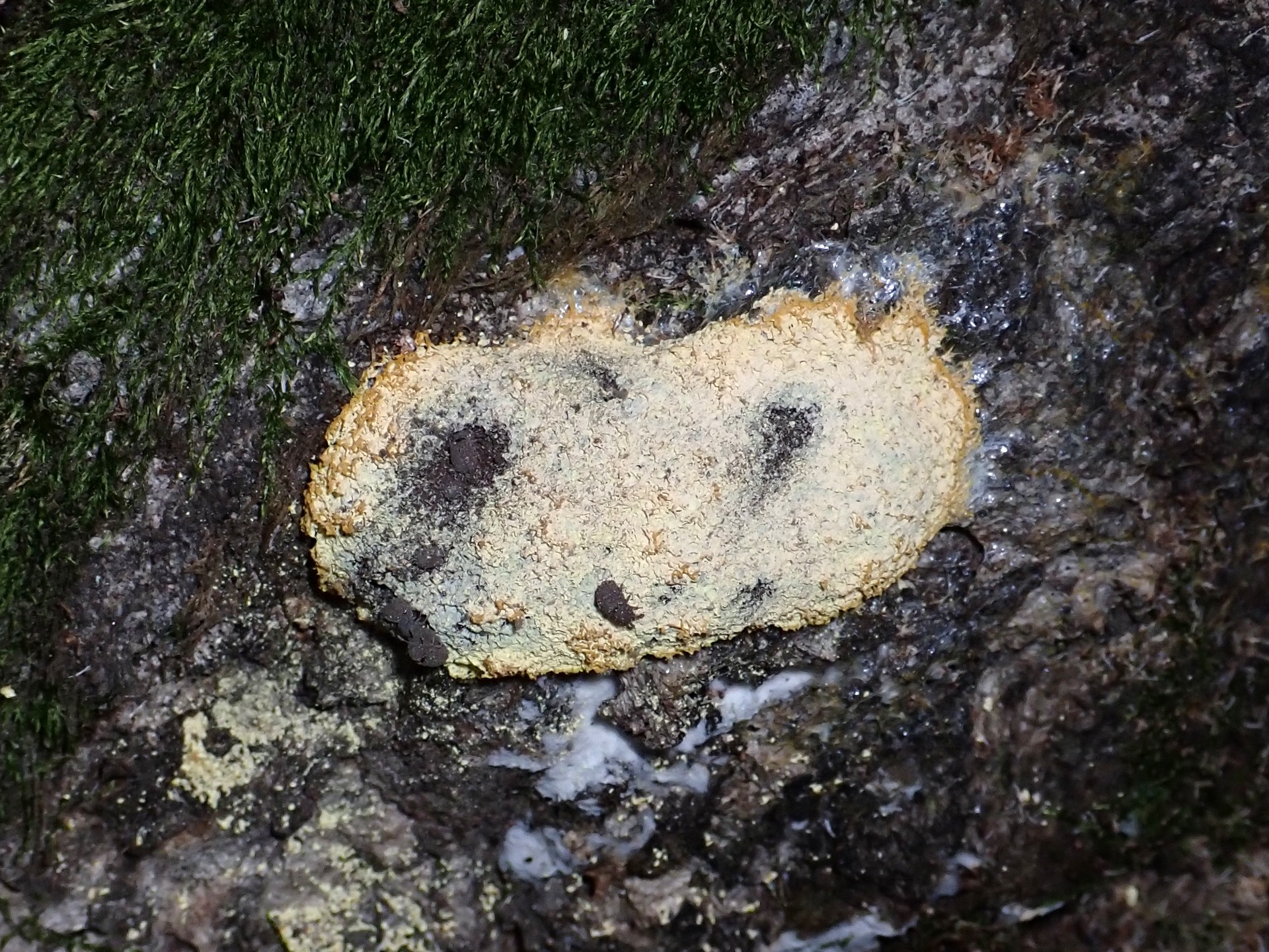 ススホコリの仲間の高画質写真です。横浜市で、2024年7月27日に撮影したものです。