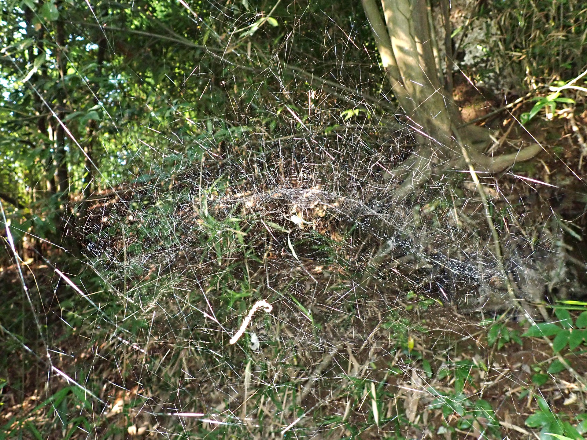 スズミグモの巣 の高画質写真です。横浜市で、2024年7月4日に撮影したものです。