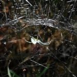 スズミグモの巣 の高画質写真です。横浜市で、2024年7月4日に撮影したものです。