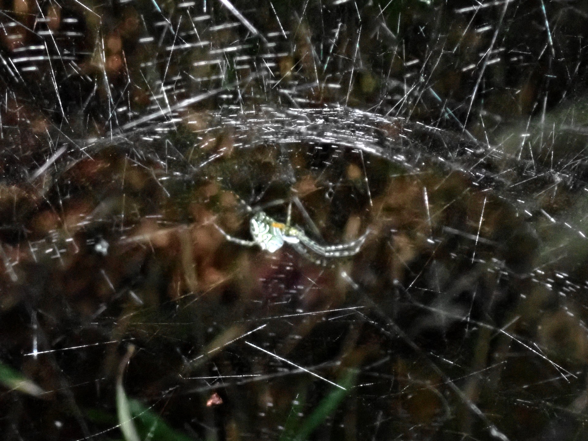 スズミグモの巣 の高画質写真です。横浜市で、2024年7月4日に撮影したものです。