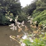 タケニグサの高画質写真です。横浜市で、2024年7月2日に撮影したものです。