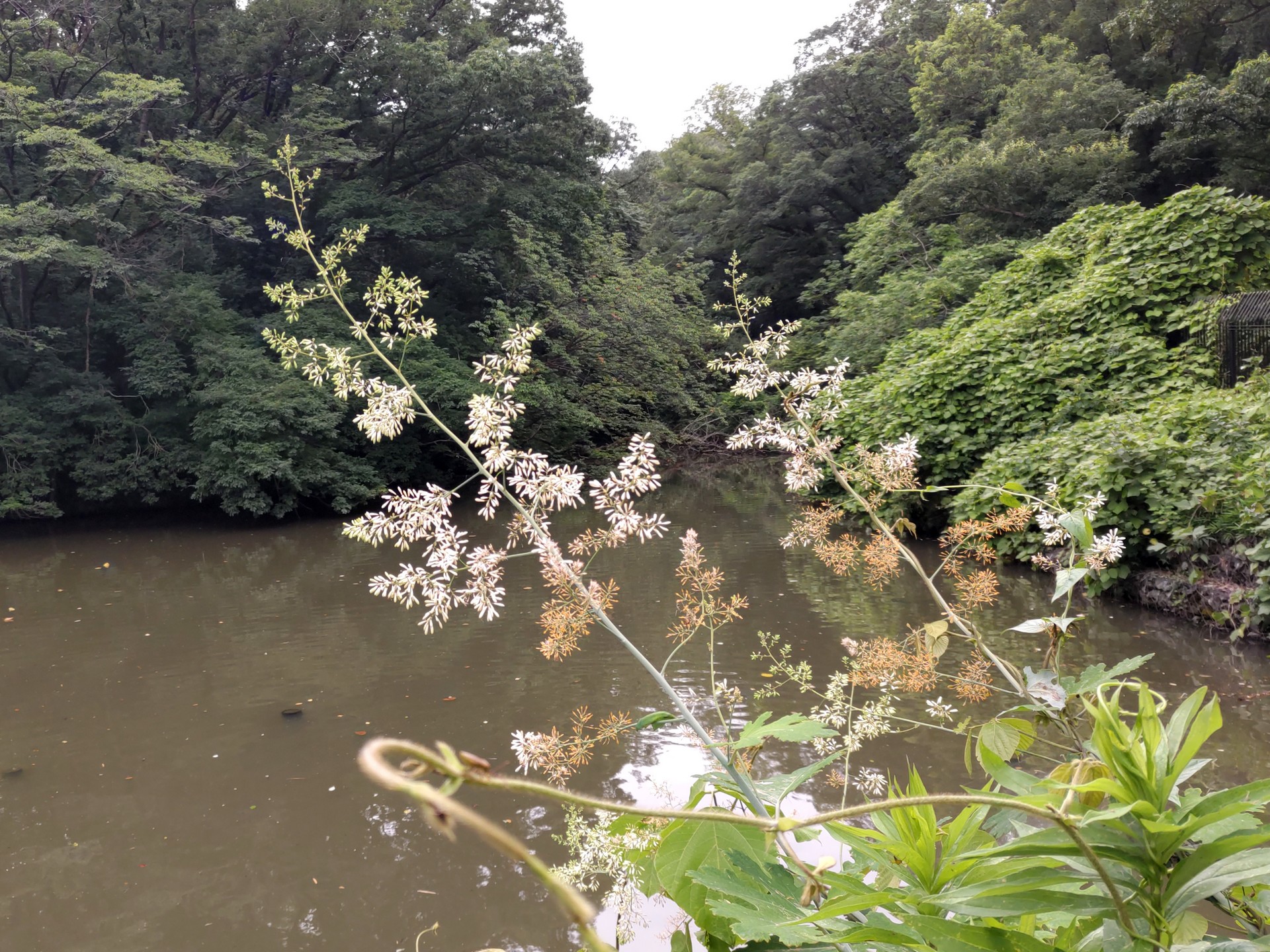 タケニグサの高画質写真です。横浜市で、2024年7月2日に撮影したものです。