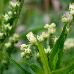 タコノアシの高画質写真です。横浜市で、2024年7月26日に撮影したものです。