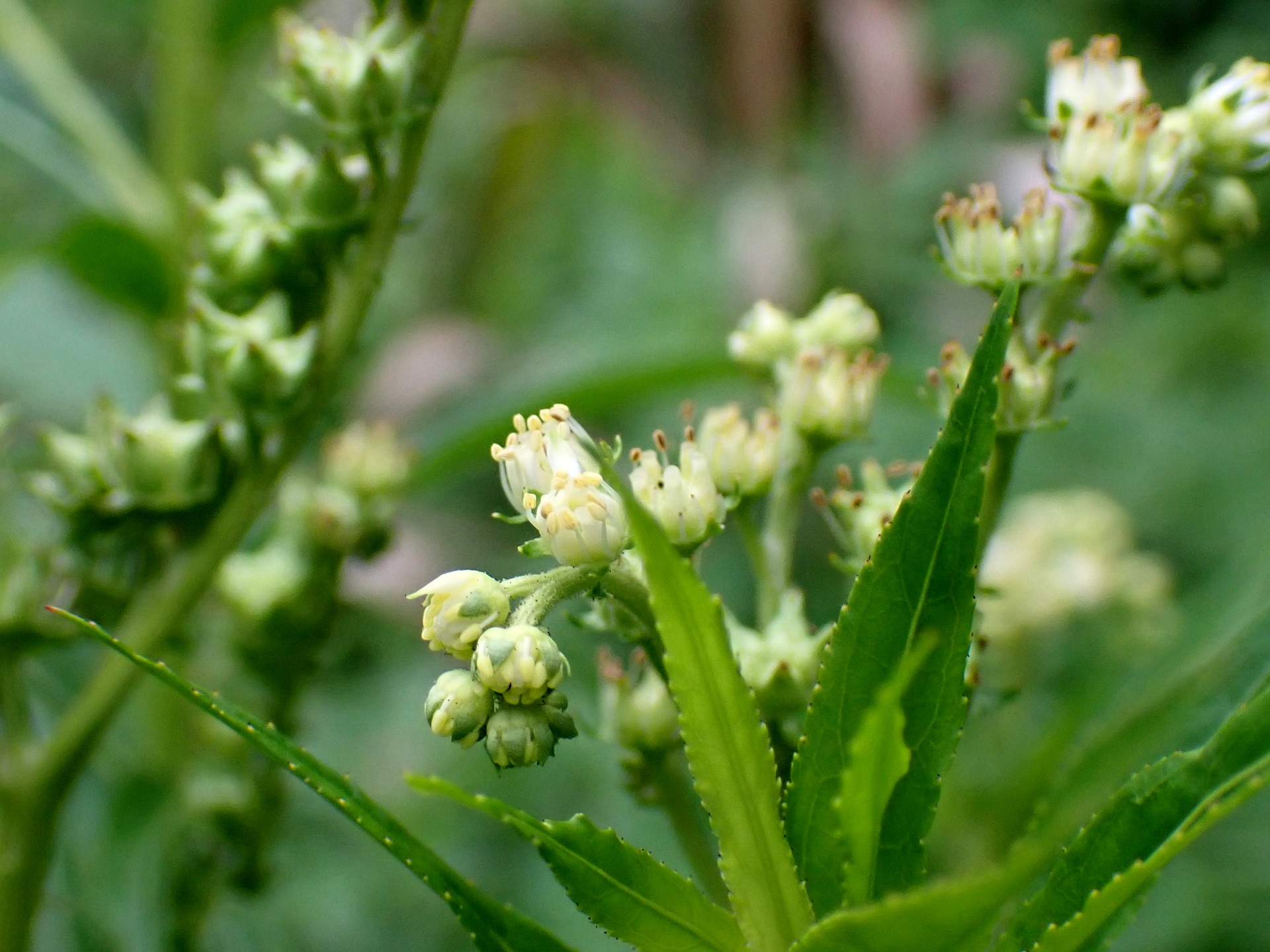 タコノアシの高画質写真です。横浜市で、2024年7月26日に撮影したものです。