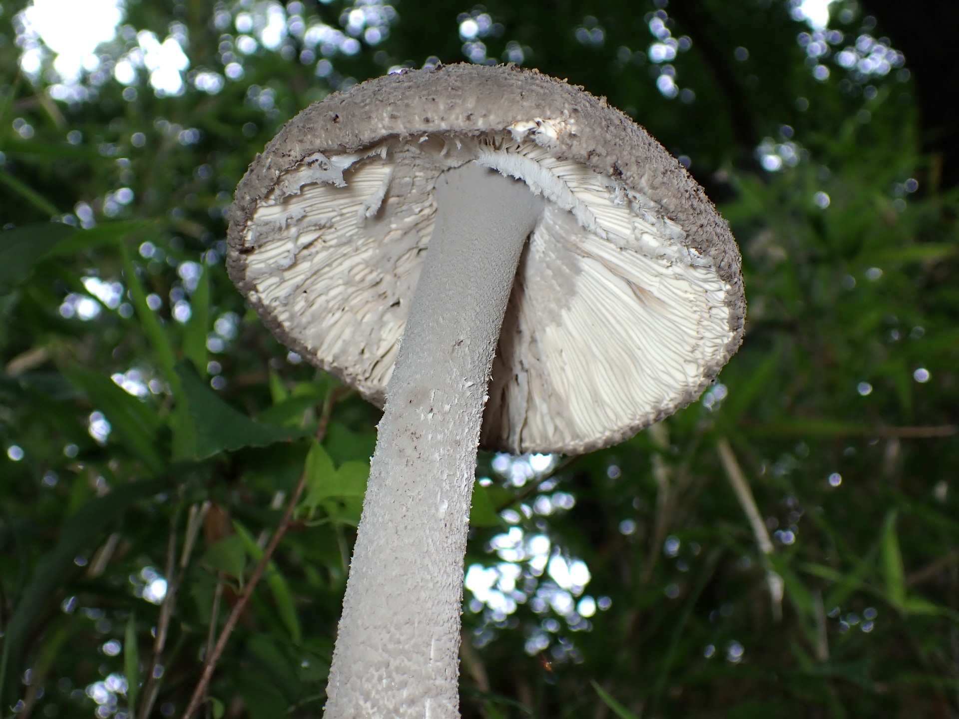 テングタケの仲間-コナカブリテングタケ？ の高画質写真です。横浜市で、2024年7月10日に撮影したものです。