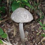 テングタケの仲間-コナカブリテングタケ？ の高画質写真です。横浜市で、2024年7月10日に撮影したものです。