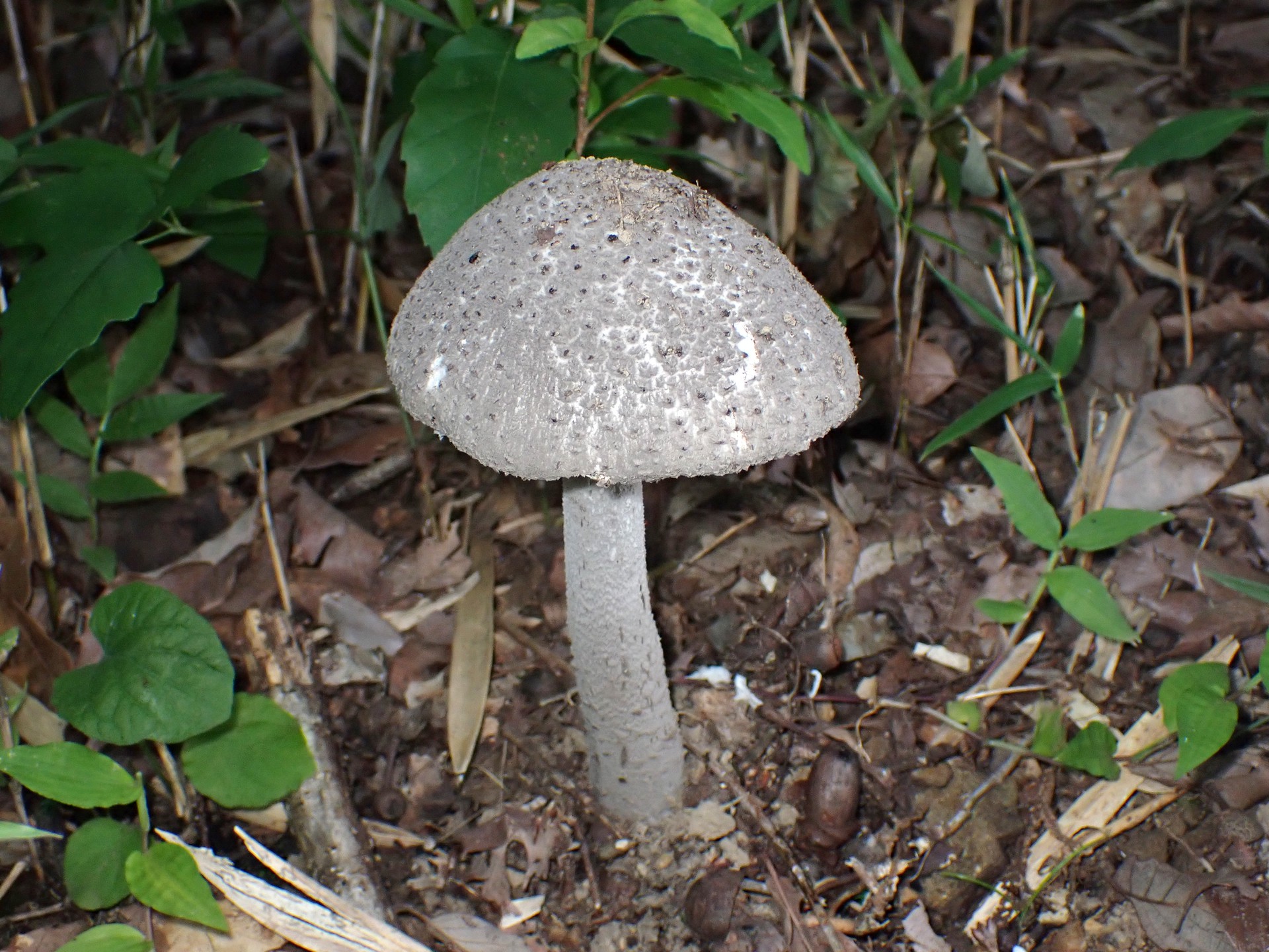 テングタケの仲間-コナカブリテングタケ？ の高画質写真です。横浜市で、2024年7月10日に撮影したものです。