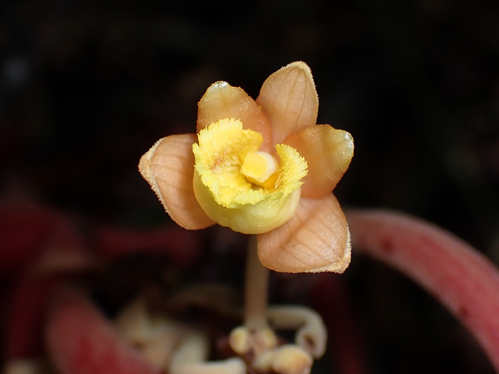 ツチアケビ の高画質写真です。横浜市で、2024年7月7日に撮影したものです。