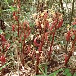 ツチアケビ の高画質写真です。横浜市で、2024年7月7日に撮影したものです。