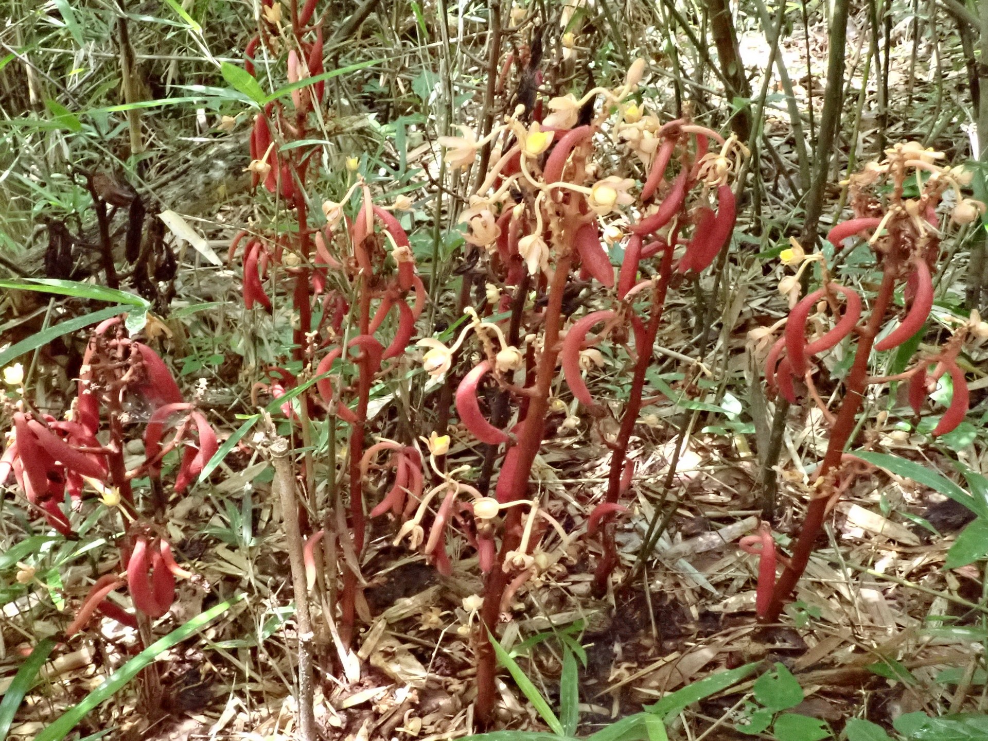ツチアケビ の高画質写真です。横浜市で、2024年7月7日に撮影したものです。
