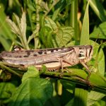 ツチイナゴ の高画質写真です。横浜市で、2024年7月4日に撮影したものです。