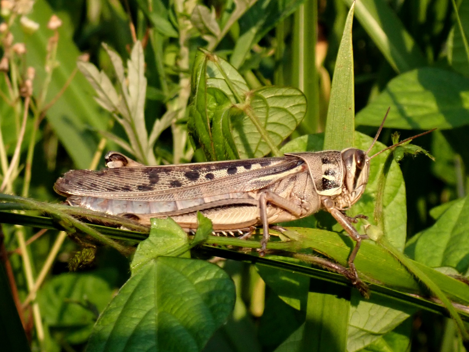 ツチイナゴ の高画質写真です。横浜市で、2024年7月4日に撮影したものです。