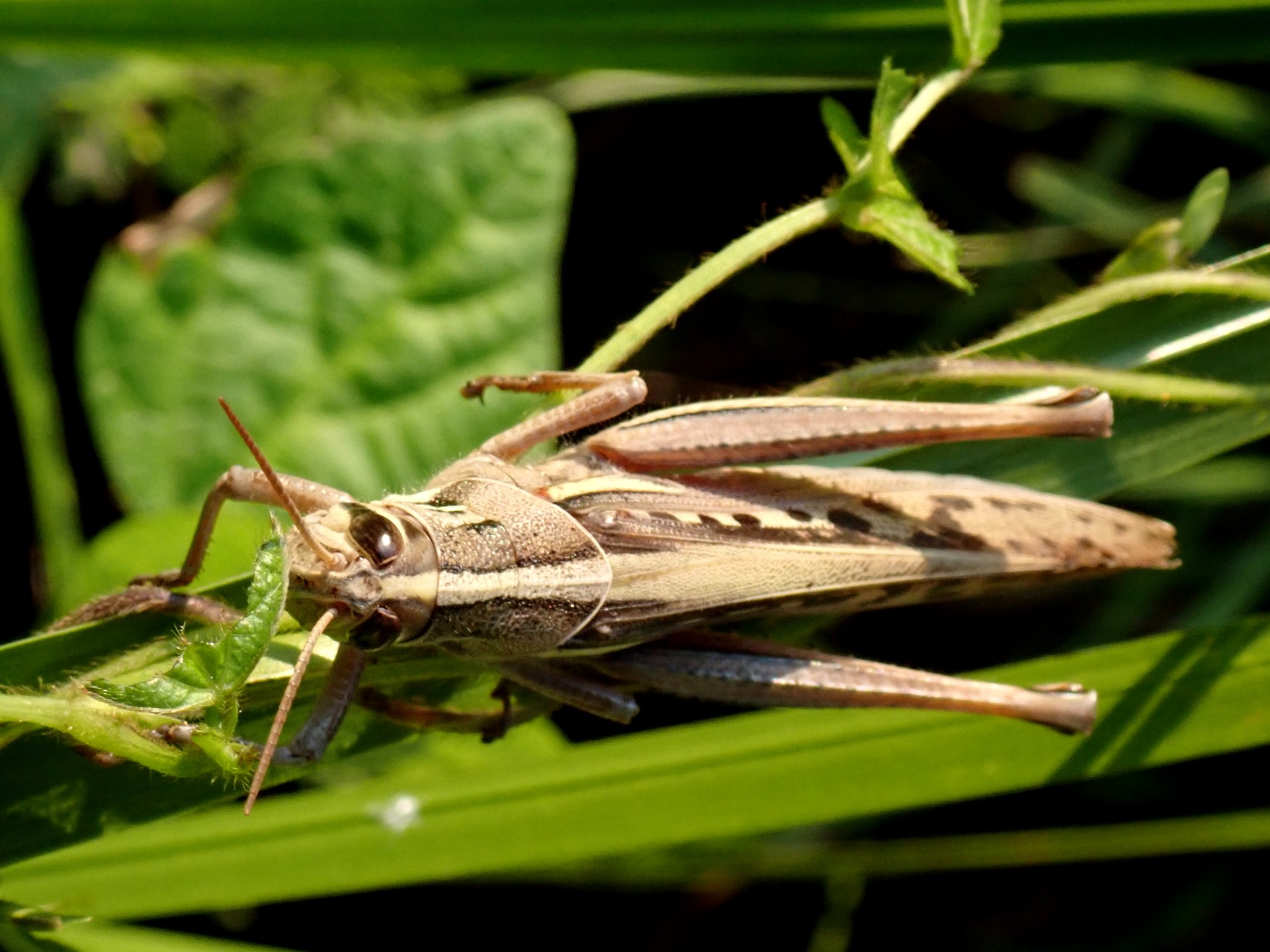 ツチイナゴ の高画質写真です。横浜市で、2024年7月4日に撮影したものです。