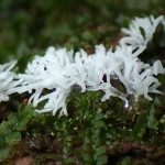 ツノホコリの高画質写真です。横浜市で、2024年7月10日に撮影したものです。