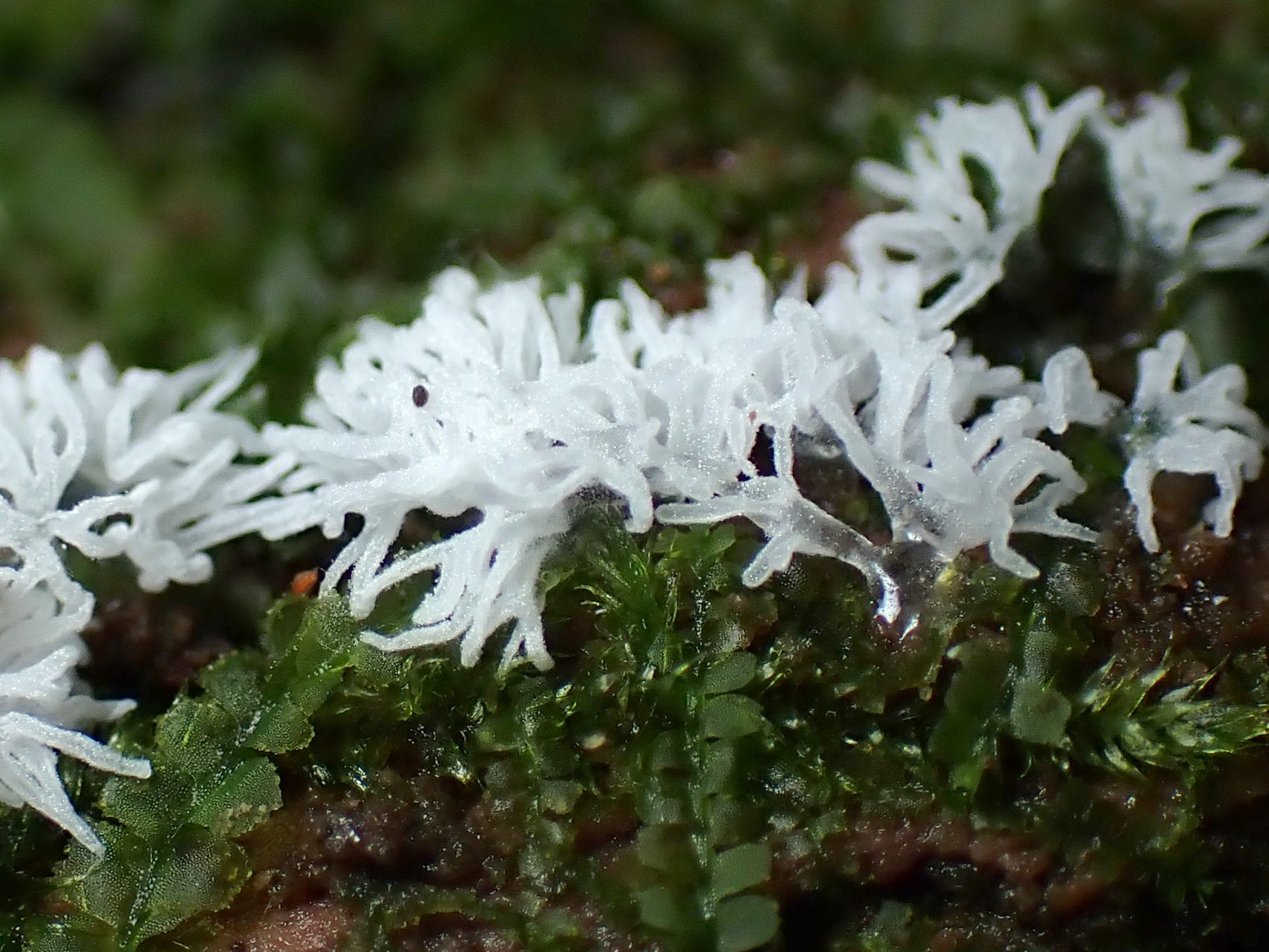 ツノホコリの高画質写真です。横浜市で、2024年7月10日に撮影したものです。