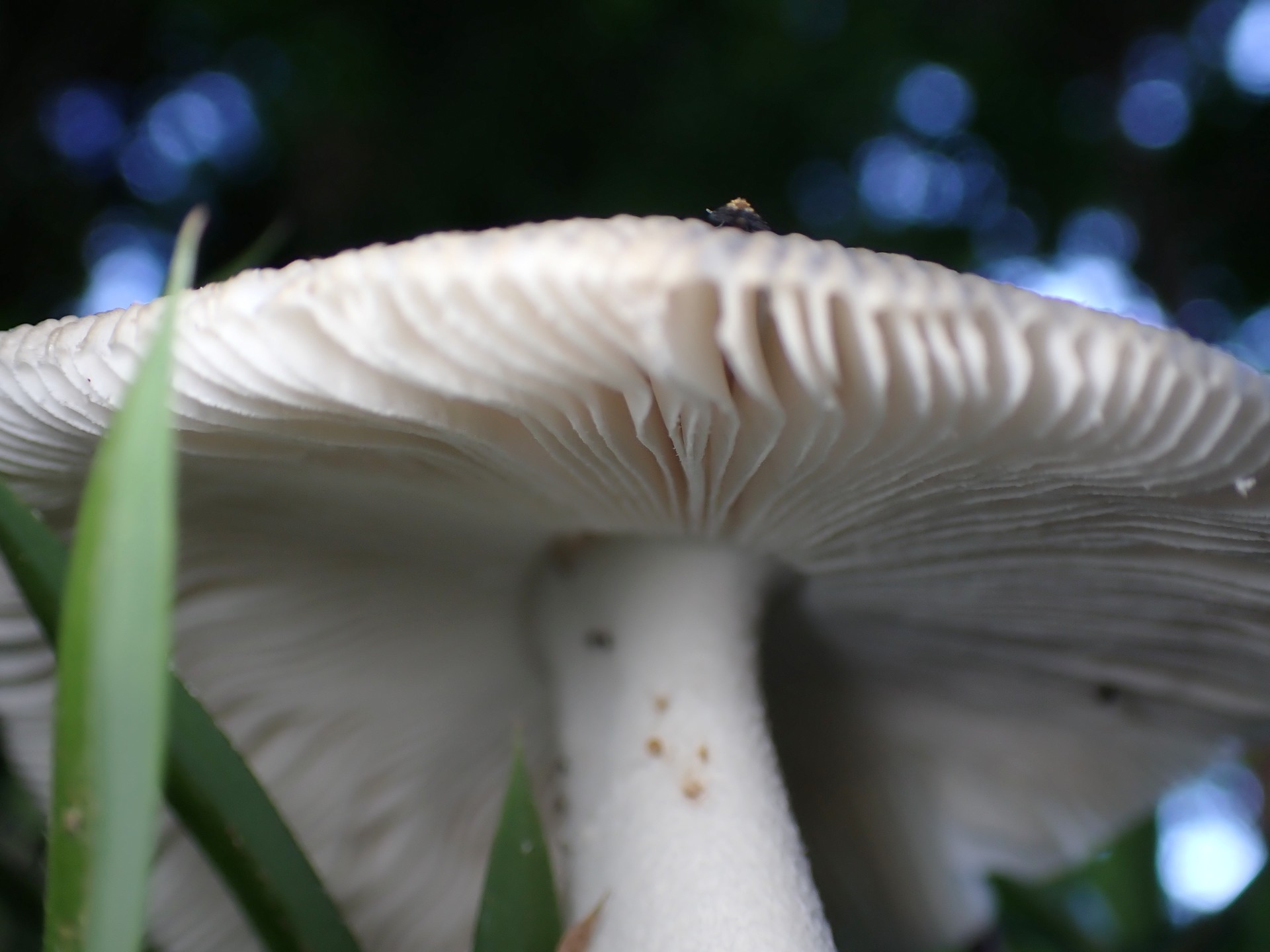 ツルタケ？ の高画質写真です。横浜市で、2024年7月8日に撮影したものです。