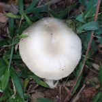 ツルタケ？ の高画質写真です。横浜市で、2024年7月8日に撮影したものです。