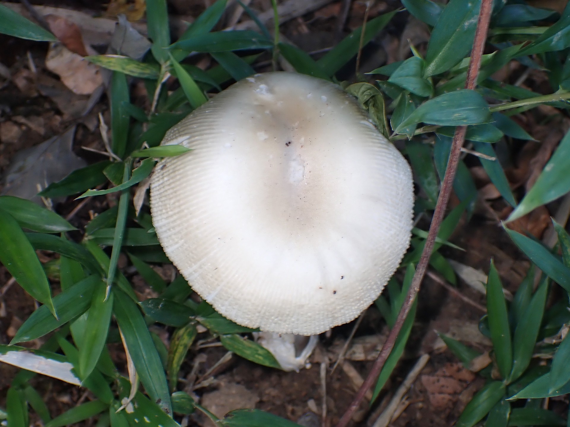 ツルタケ？ の高画質写真です。横浜市で、2024年7月8日に撮影したものです。