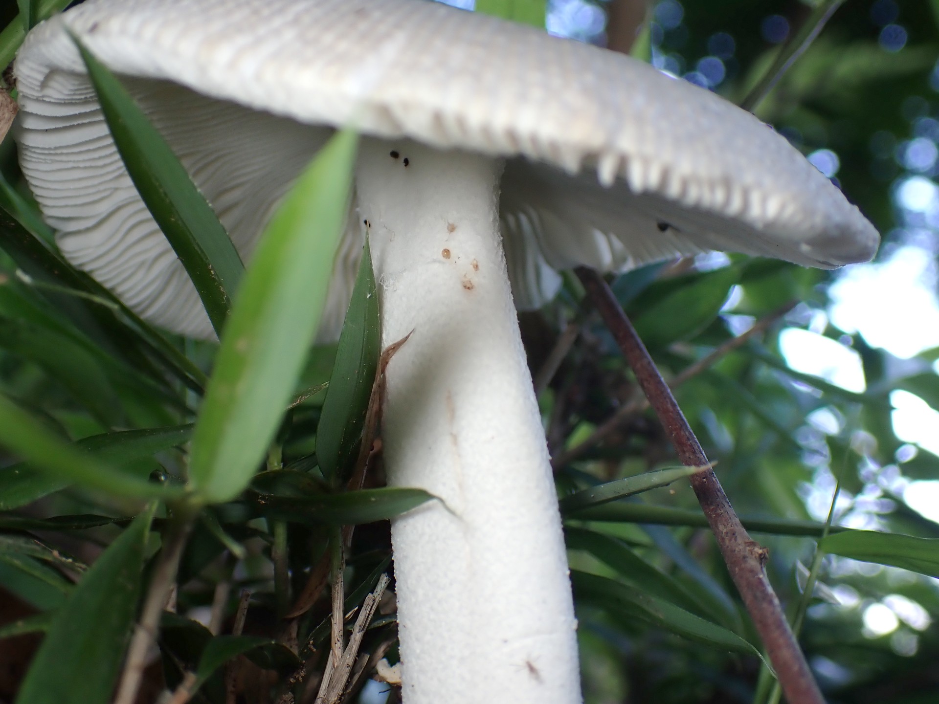 ツルタケ？ の高画質写真です。横浜市で、2024年7月8日に撮影したものです。