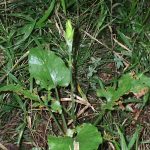 ウバユリの高画質写真です。横浜市で、2024年7月10日に撮影したものです。