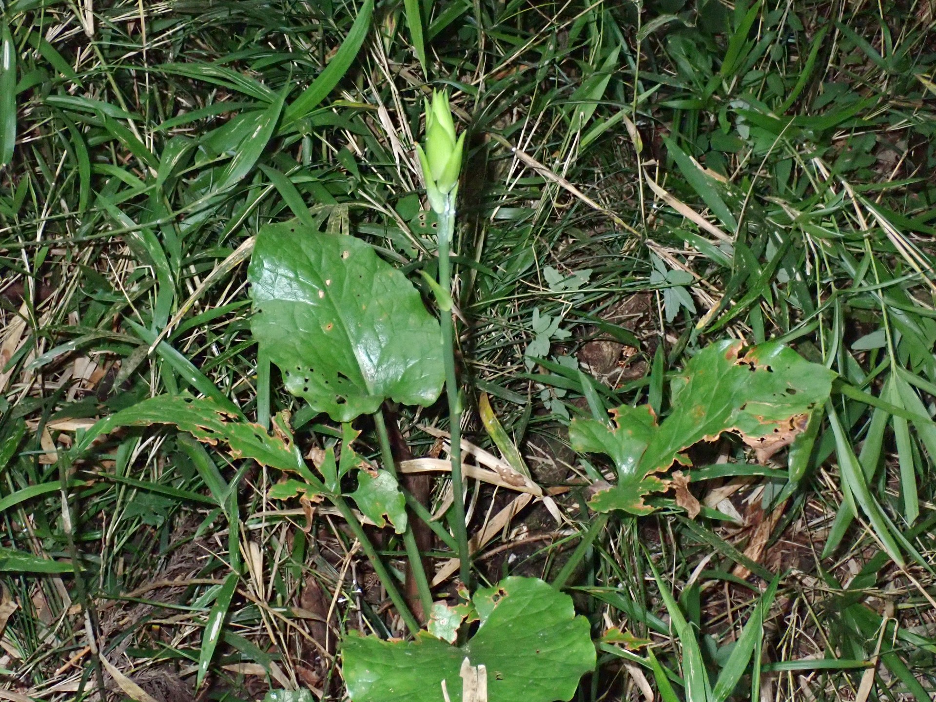 ウバユリの高画質写真です。横浜市で、2024年7月10日に撮影したものです。