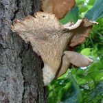 ウチワ型のきのこの高画質写真です。横浜市で、2024年7月28日に撮影したものです。